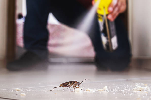 Best Pest Control Near Me in Higganum, CT